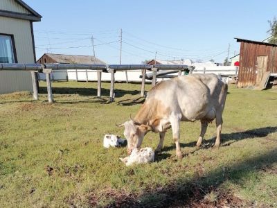В четвертый раз за полгода в якутском селе Сайды появилась на свет двойня телят