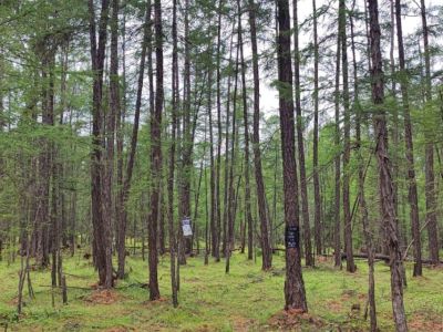 В двух районах Якутии значительно превышена численность бабочек сибирского шелкопряда