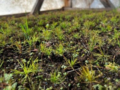 АЛРОСА планирует создать собственный в республике лесопитомник