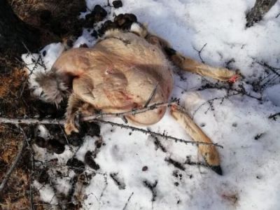 Крупный штраф заплатит хангаласский браконьер за убийство косули