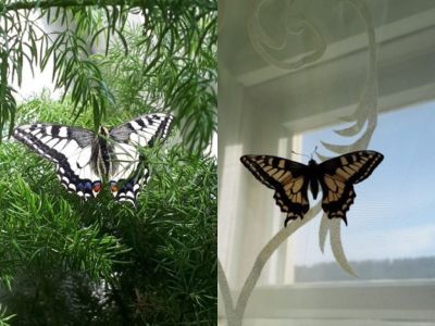 ФОТОФАКТ. В Верхоянском улусе дети вырастили бабочку в банке