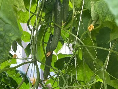 Не страшен снег и ветер аграриям «Якокита»