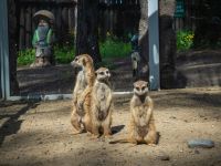 Парк «Роев ручей»