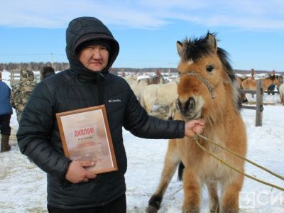 Лучшего жеребца якутской породы янского типа выбрали на Дне коневода-табунщика