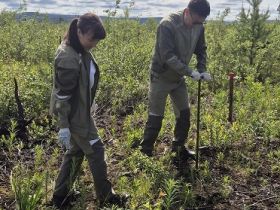 «Полюс Алдан» высаживает новый лес
