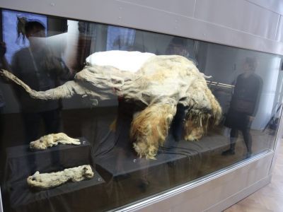 Криокамеру с якутскими мамонтёнком Юкой и пещерными львятами показали на выставке «Россия»