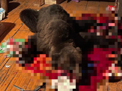 В Амгинском районе Якутии ликвидировали медведя, который залез в летний домик