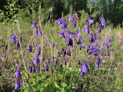 ООО «Транснефть — Восток» обеспечило пересадку редких растений, занесенных в Красную книгу Якутии