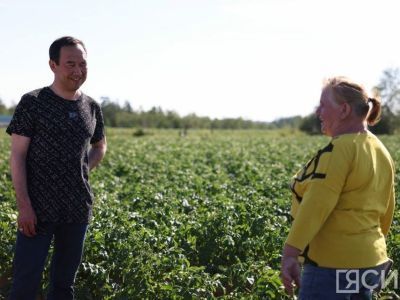 Более 700 тонн картофеля планирует собрать в Якутске хозяйство «Котрус»