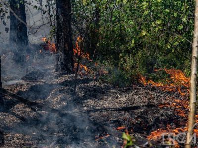 В Якутии за сутки ликвидировано 5 лесных пожаров
