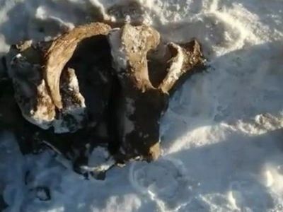 В якутском селе обнаружили останки редких животных