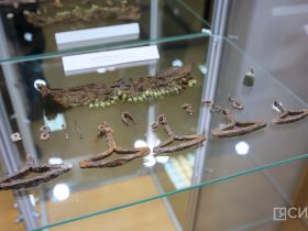 В Якутске открылась выставка уникальных археологических находок