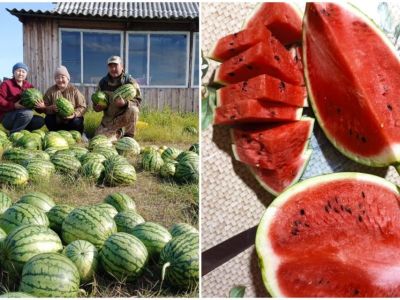 Двести арбузов вырастила в огороде жительница Якутии