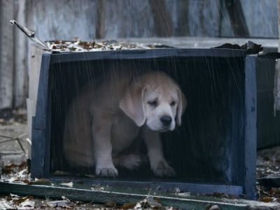 Новая статья в КоАП. За брошенных животных могут оштрафовать