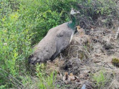 Павчата родились в природном парке «Живые алмазы Якутии»