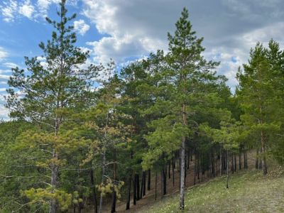 В Якутии за прошедшие сутки ликвидировано три лесных пожара
