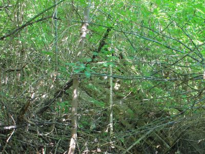 Здание библиотеки сахарного завода, где работала писательница Милицина Е.М. в 1920-х гг.