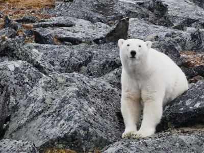 На «Медвежьих островах» зафиксировали рекордное за последние годы число белых медведей