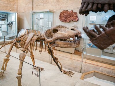 Билеты на Музей естественной истории Татарстана (Музей естественной истории Татарстана) / Экскурсия | Афиша | ИнфоТаймс