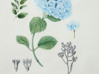 Комплект полотенец Ливо/Livo II