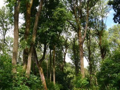 Бывшая усадьба Киреевского