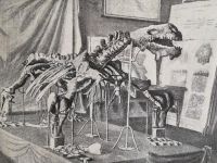 Палеонтолого-стратиграфический музей Санкт-Петербургского государственного университета