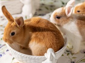 Блюдо Buona Pasqua II