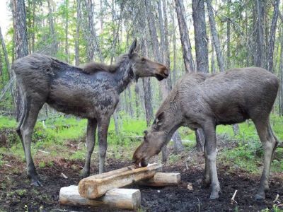 Косулю и лосей в период линьки запечатлели фотоловушки нацпарка «Ленские столбы»