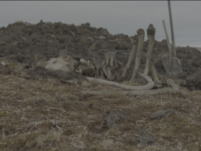 В Якутии найден скелет мамонта с бивнем, обработанным древним человеком