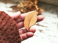 Деревянная брошка Дворникова А. "Листик"