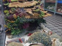 Зоологический музей Зоологического института РАН