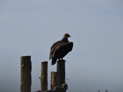 Новые виды животных и растений появились в Якутии из-за изменения климата