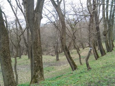 Старинный парк