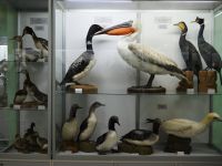 Выставочный зал Кировского городского зоологического музея на ул. Советской