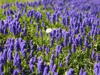 Сиреневый сад