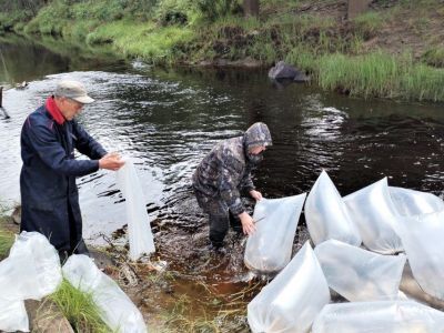 «Полиметалл» выпустил в Вилюйское водохранилище более 876 тысяч мальков пеляди