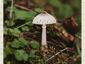 Деревянная брошка Дворникова А. "Гриб-зонтик"