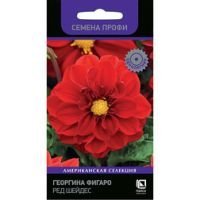 Георгина Фигаро Ред Шейдес (Семена Профи)
