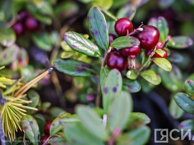 Какие ягоды можно успеть собрать в сентябре в Якутии, рассказал ученый