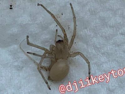 Эксперт рассказал, что за белый паук напугал жителей Якутска