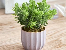 Цветок Pontegrande