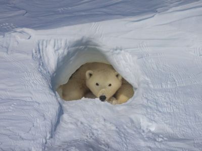 Ученый рассказал, как считают берлоги белых медведей в Якутии