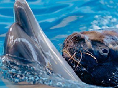 Шоу Дельфинов