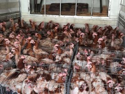 Кур-несушек доставили в Томпонский район