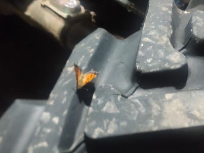 «К удаче и позитивным переменам»: ожившую в январе бабочку сняли на видео в Мегино-Кангаласском районе