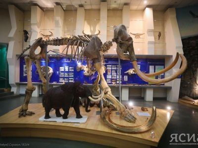 В Якутии летом пройдет Международный мамонтовый форум