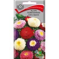 Астра помпонная Смесь окрасок