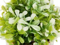 Цветок Pratora