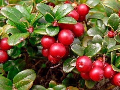 Сроки сбора дикорастущих ягод в алмазном крае