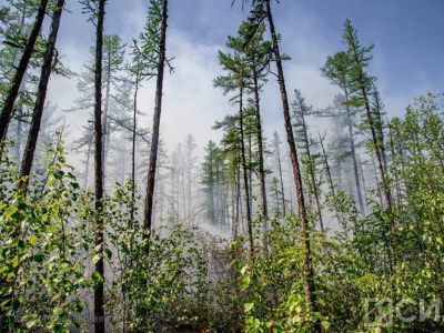Количество лесных пожаров в Якутии сократилось за неделю в два раза